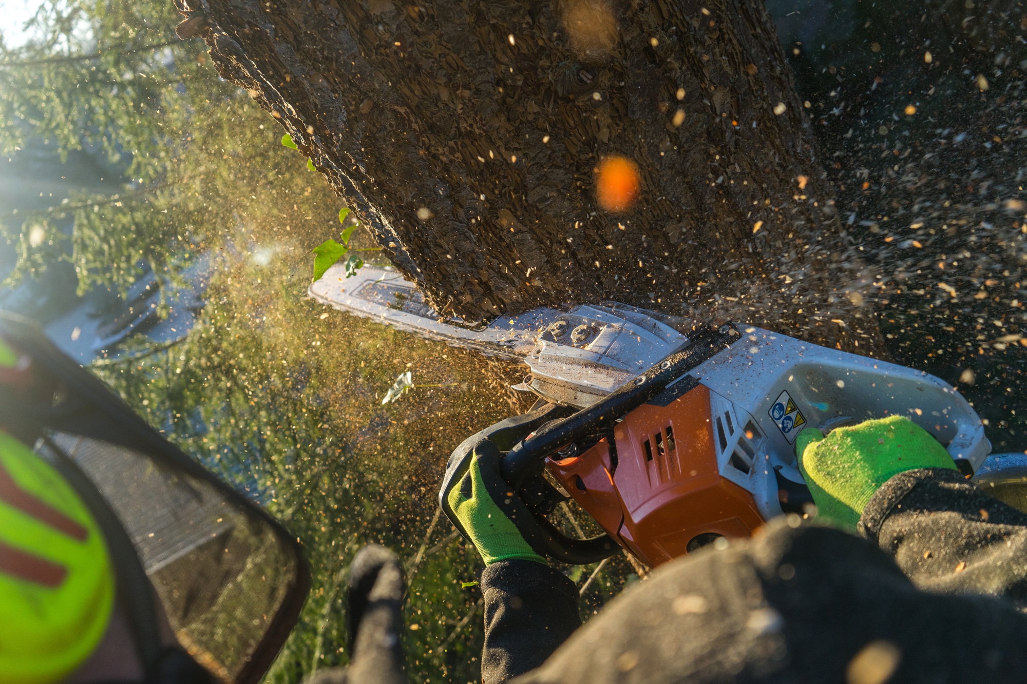 commercial tree service Phoenix AZ