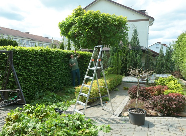 Minsk, Belarus June 01, 2025. Man Trims Branches In Maple Tree Backyard Garden. Gardening, Tools And Lifestyle. Landscaping, Green Fencing.