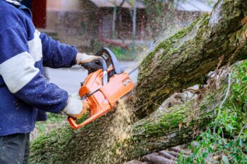 tree removal Phoenix AZ