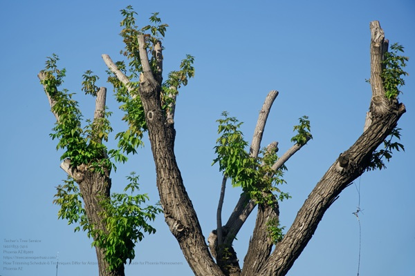 An Example Of Radical Pruning Of The Crowns Of Mature Deciduous