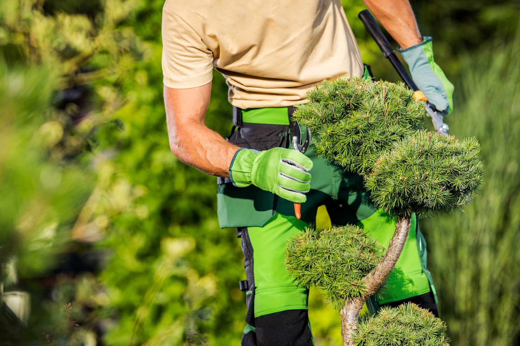 Commercial Tree Services