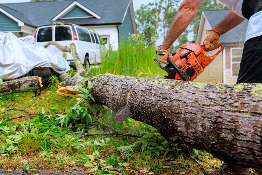Man Uses Chainsaw To Cut Fallen Tree In Residential Area During Daytime Cleanup After Storm