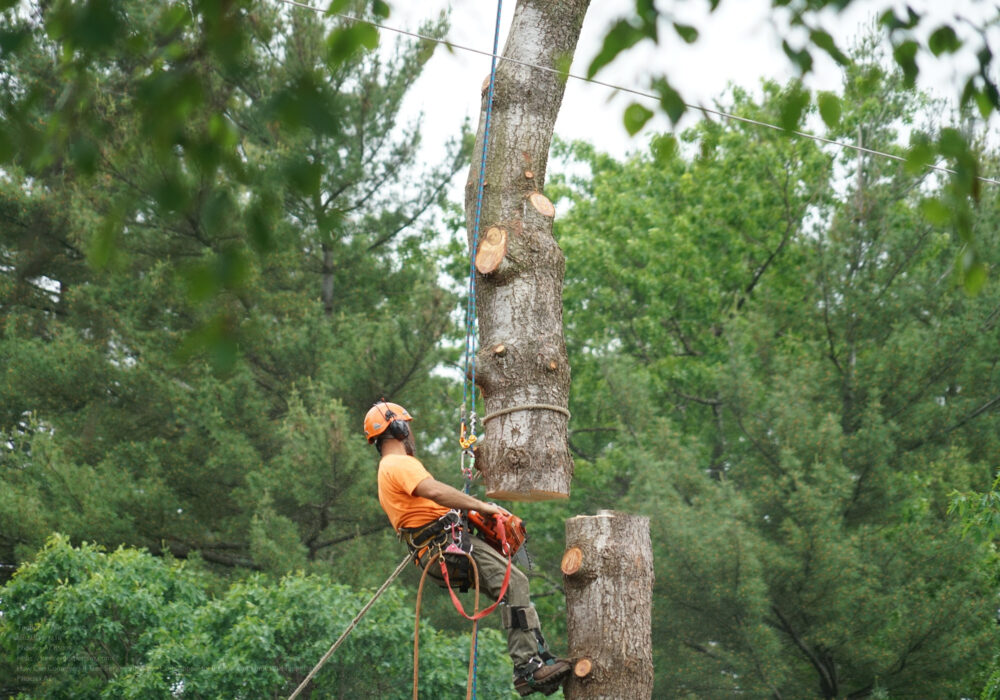 Manual Worker Hanging By Crane To The Tree Top For Tree Removal