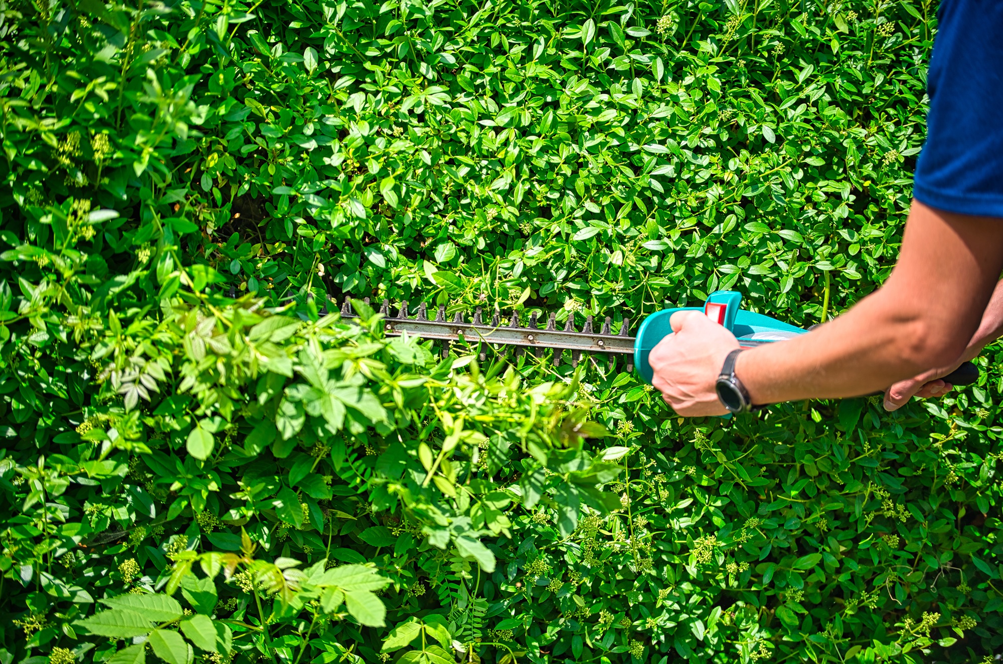 Commercial Tree Services Commercial Tree Services