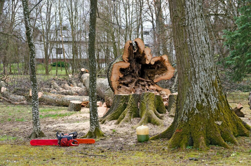Tree Removal Near Me Phoenix Az