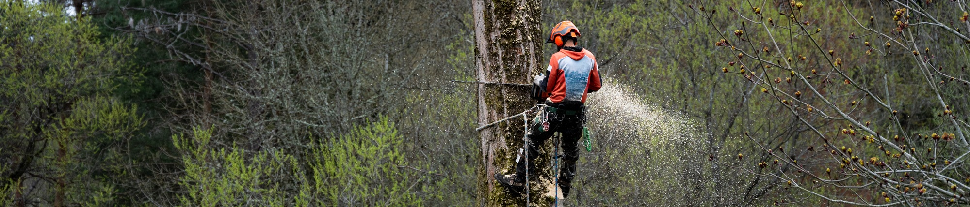 Commercial Tree Service Phoenix AZ