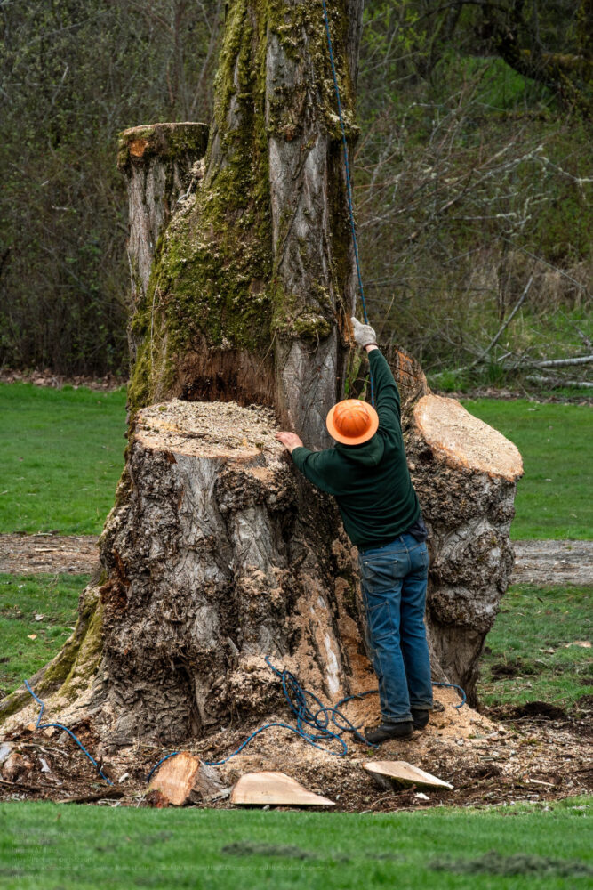 Commercial Tree Service Near Me In Phoenix AZ