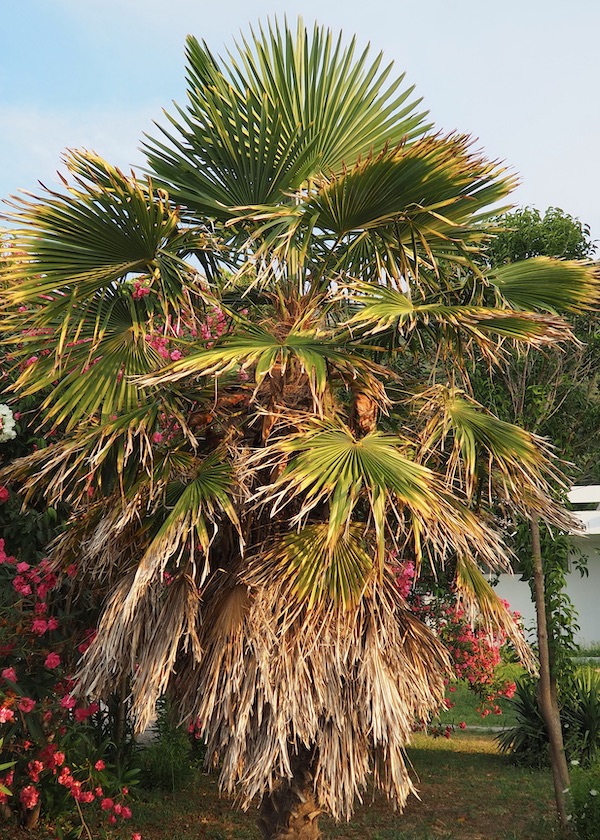 Recently Completed Commercial Tree Trimming For A Retail Center Near Biltmore Fashion Park