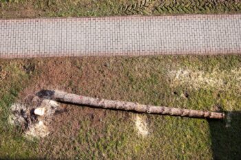 Tree Removal Phoenix AZ