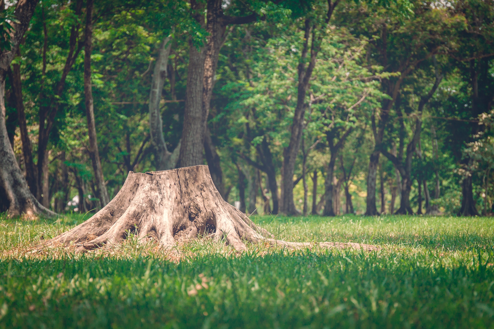 Tree Removal Phoenix AZ Tree Removal Phoenix AZ