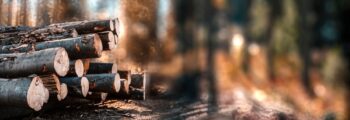 Tree Removal Phoenix AZ