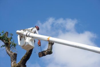 Tree Removal Phoenix AZ