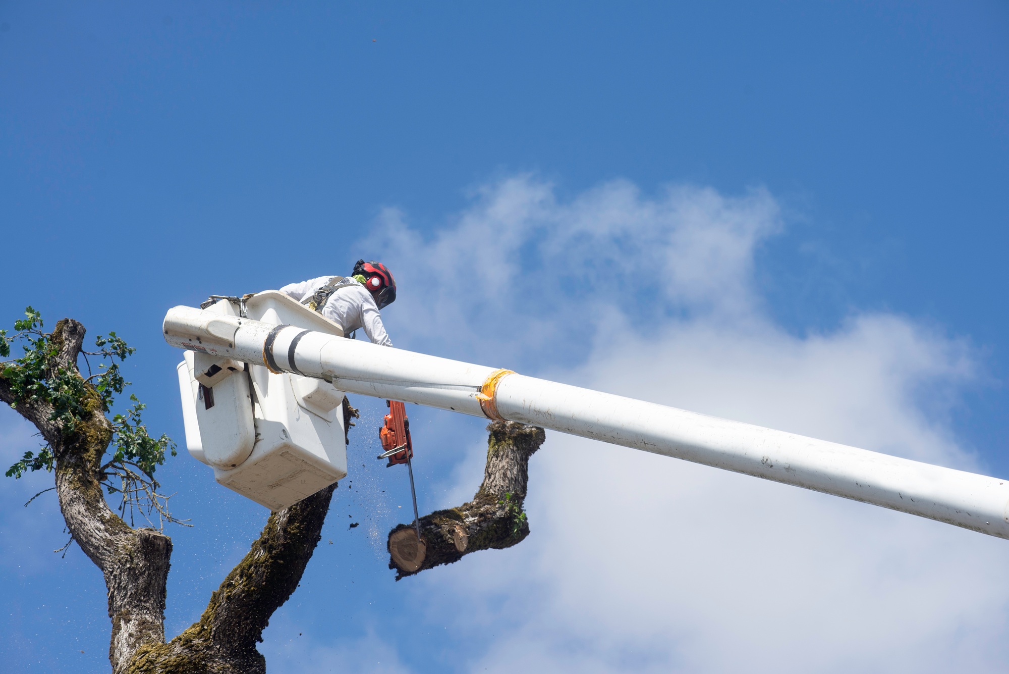 Tree Removal Phoenix AZ Tree Removal Phoenix AZ