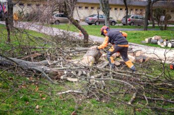 Tree Removal Phoenix AZ