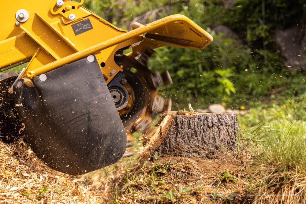 Tree Removal near me Phoenix AZ