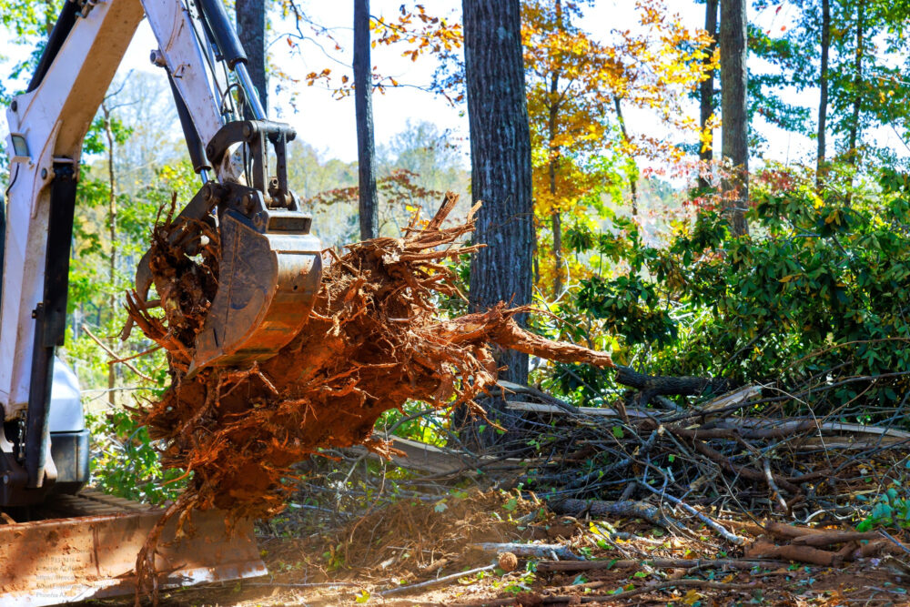 Tree Removal near me Phoenix AZ
