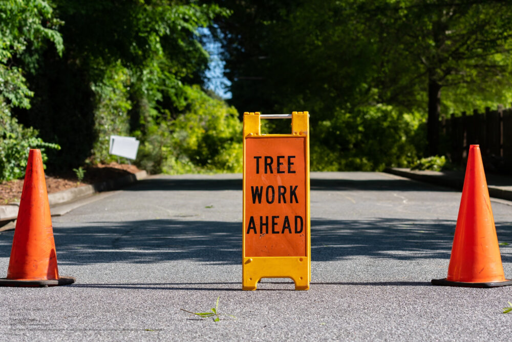 Tree Removal near me Phoenix AZ