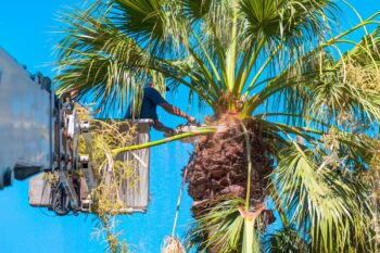 Tree Trimming Phoenix AZ