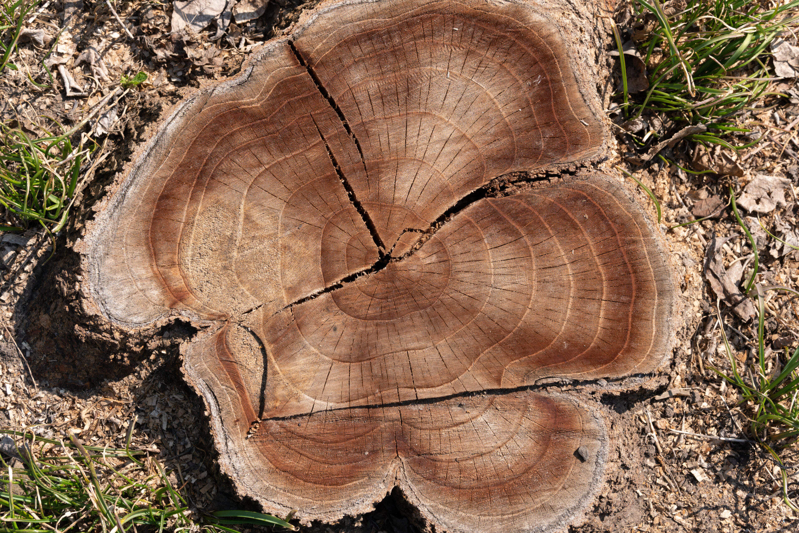 Beautiful Stump In The Garden. Old Tree Stump