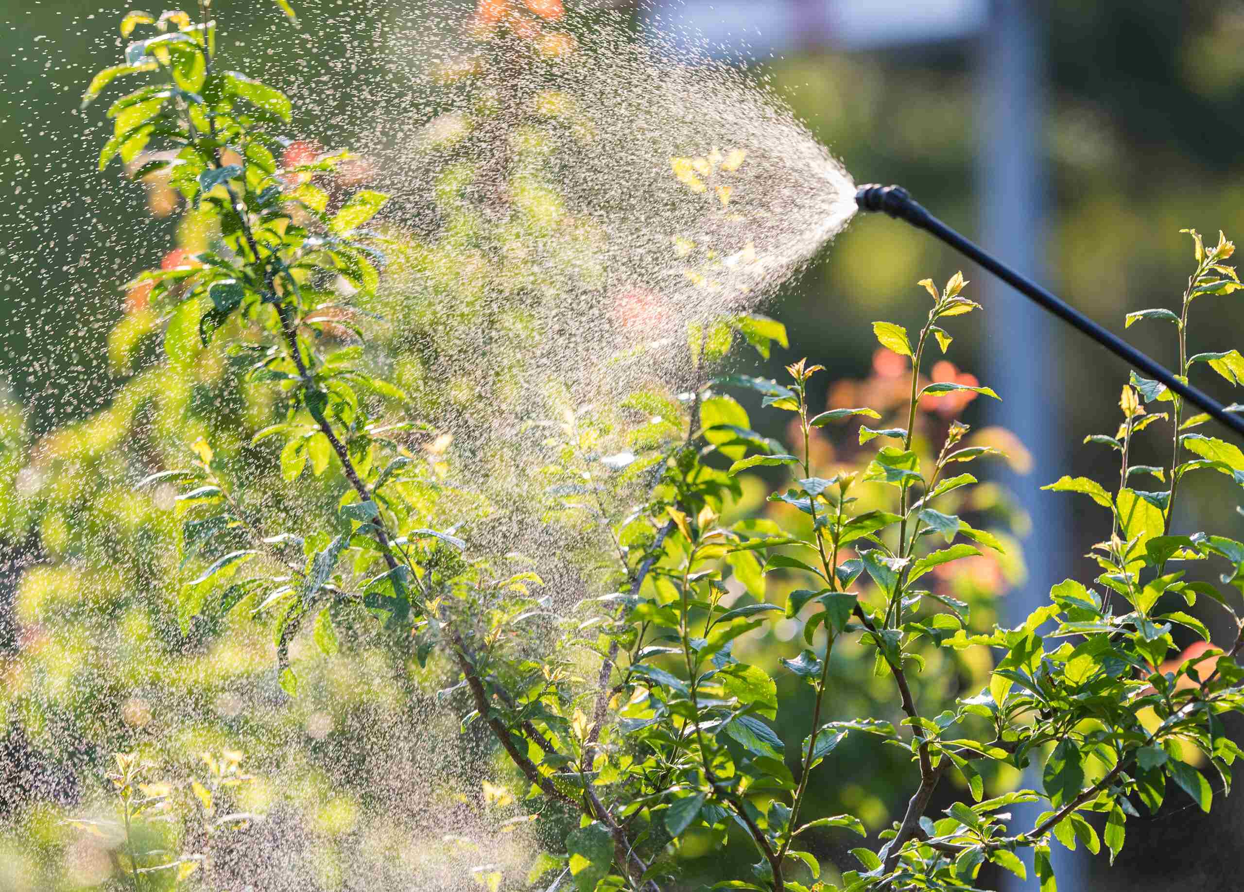 Tree Fertilization
