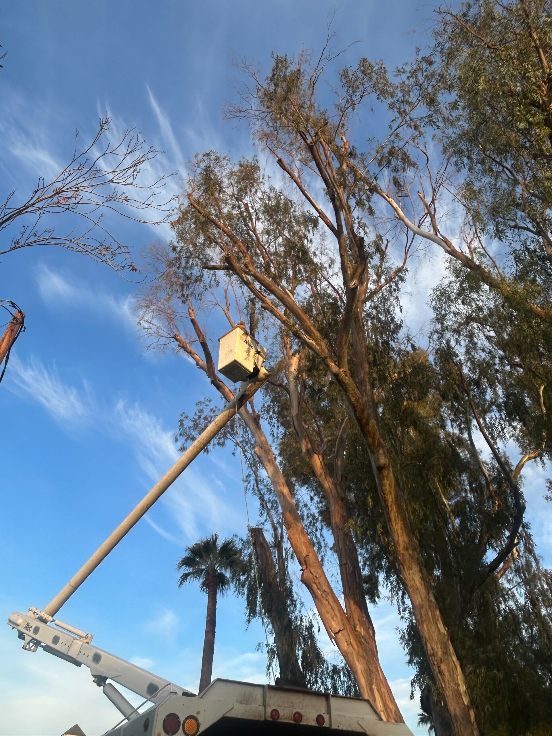 Tree Removal Chandler Az