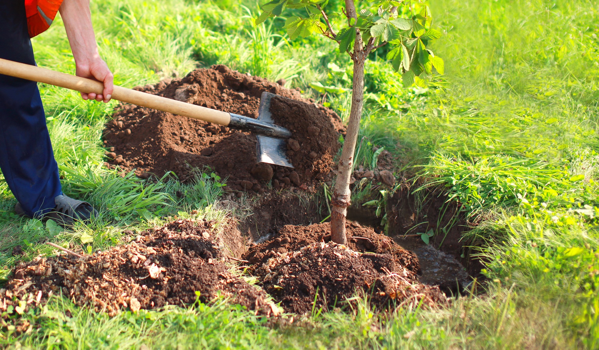 Tree Care Phoenix AZ Tree Care Phoenix AZ