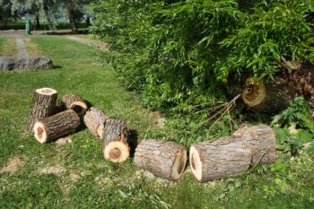 Tree Removal Phoenix AZ