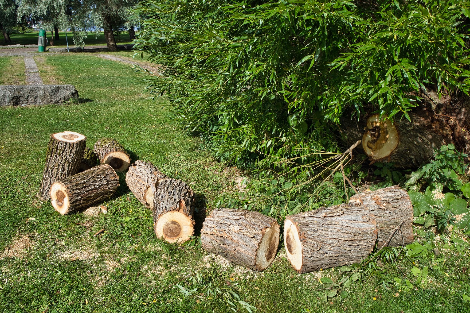 Tree Removal Phoenix AZ Tree Removal Phoenix AZ