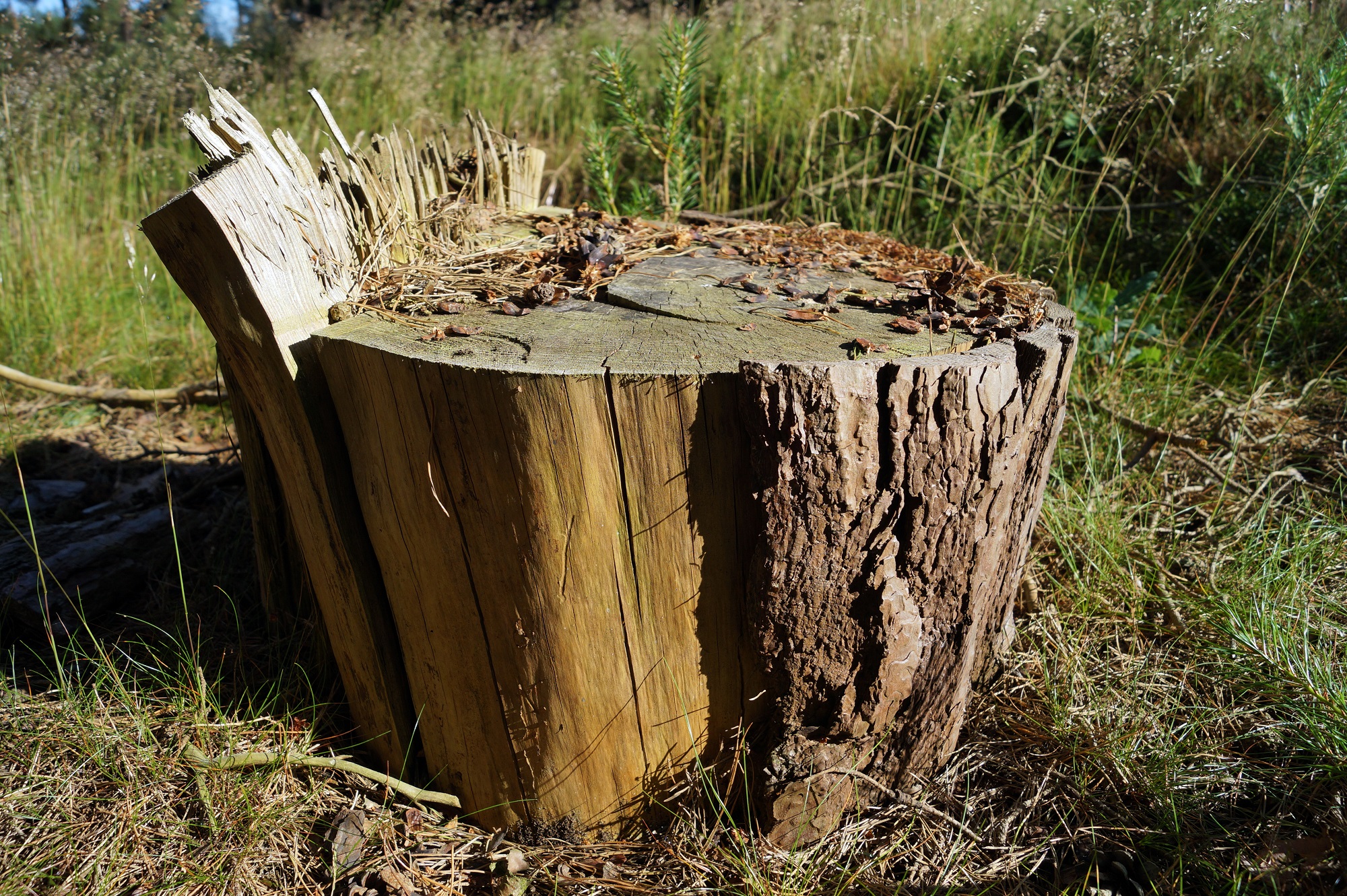 Tree Removal Phoenix AZ Tree Removal Phoenix AZ