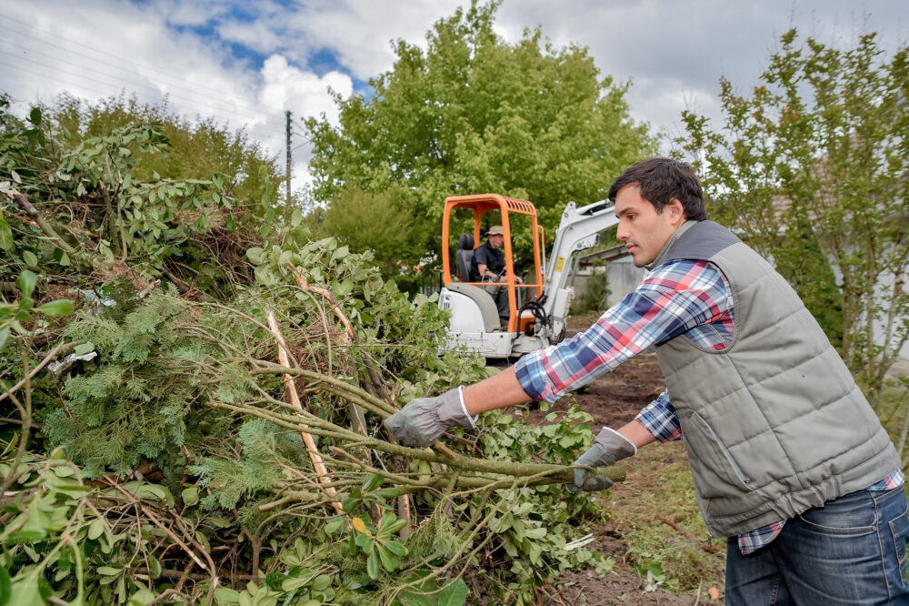 Tree Removal near me Phoenix