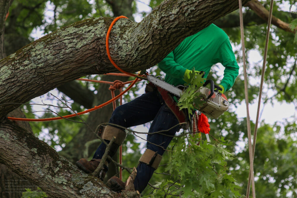 Tree Removal near me Phoenix AZ