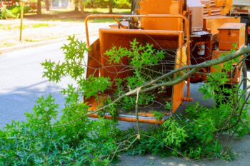 Tree Service Phoenix AZ