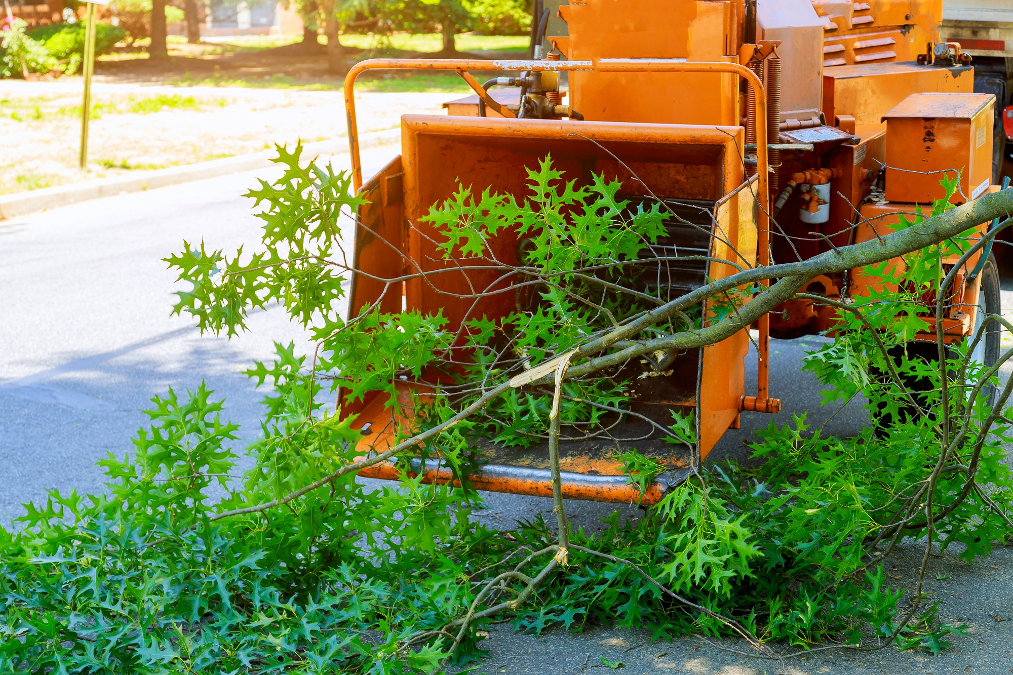Tree Service Phoenix AZ Tree Service Phoenix AZ
