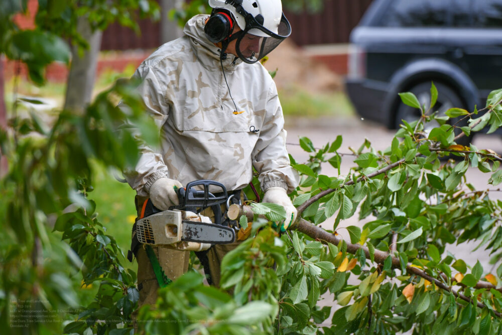 Tree Service near me Phoenix AZ